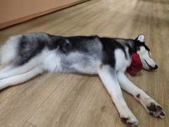 -Husky Go! 哈士奇体验馆·宠物咖啡厅狗咖