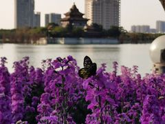 -顺峰山公园
