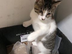 -宠颐生汉谟拉比宠物医院