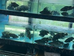 -79号渔船海鲜饭店(宝安店)