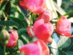 -天然居(伦教店)