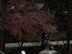 -音乐台