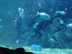 -暹罗海洋世界