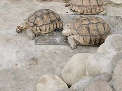 -南宫五洲植物乐园