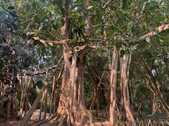 -中国科学院西双版纳热带植物园