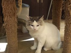 -more than meow吴止猫主题餐厅(承德 中船汇店)