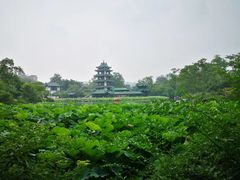 -桂湖森林公园