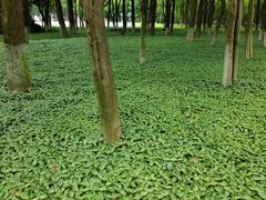 -重庆市江北嘴中央商务区中央公园