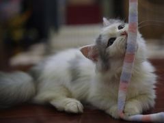 -momokira米努特·德文卷毛猫·棉花面纱犬