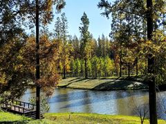 -黄海国家森林公园