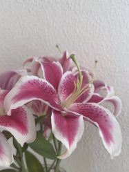 -薇薇安花系SPA