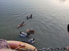 -海上田园