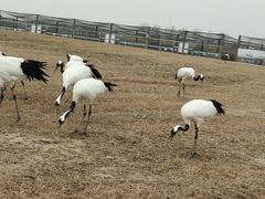 -盐城丹顶鹤湿地生态旅游区