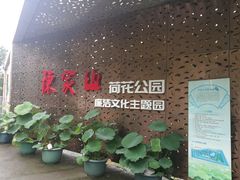 -陈家山荷花公园