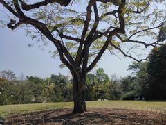 -中国科学院西双版纳热带植物园