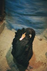 -酷嗒动物文化乐园(cutezoo西溪乐天城店)