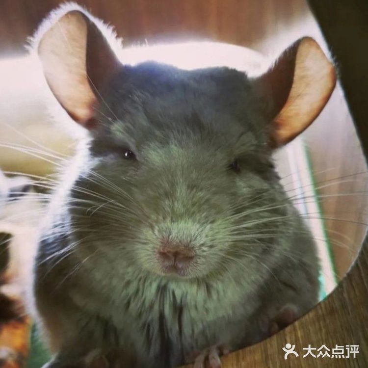 六一带宝宝必打卡去处‖宠物主题亲子体验馆