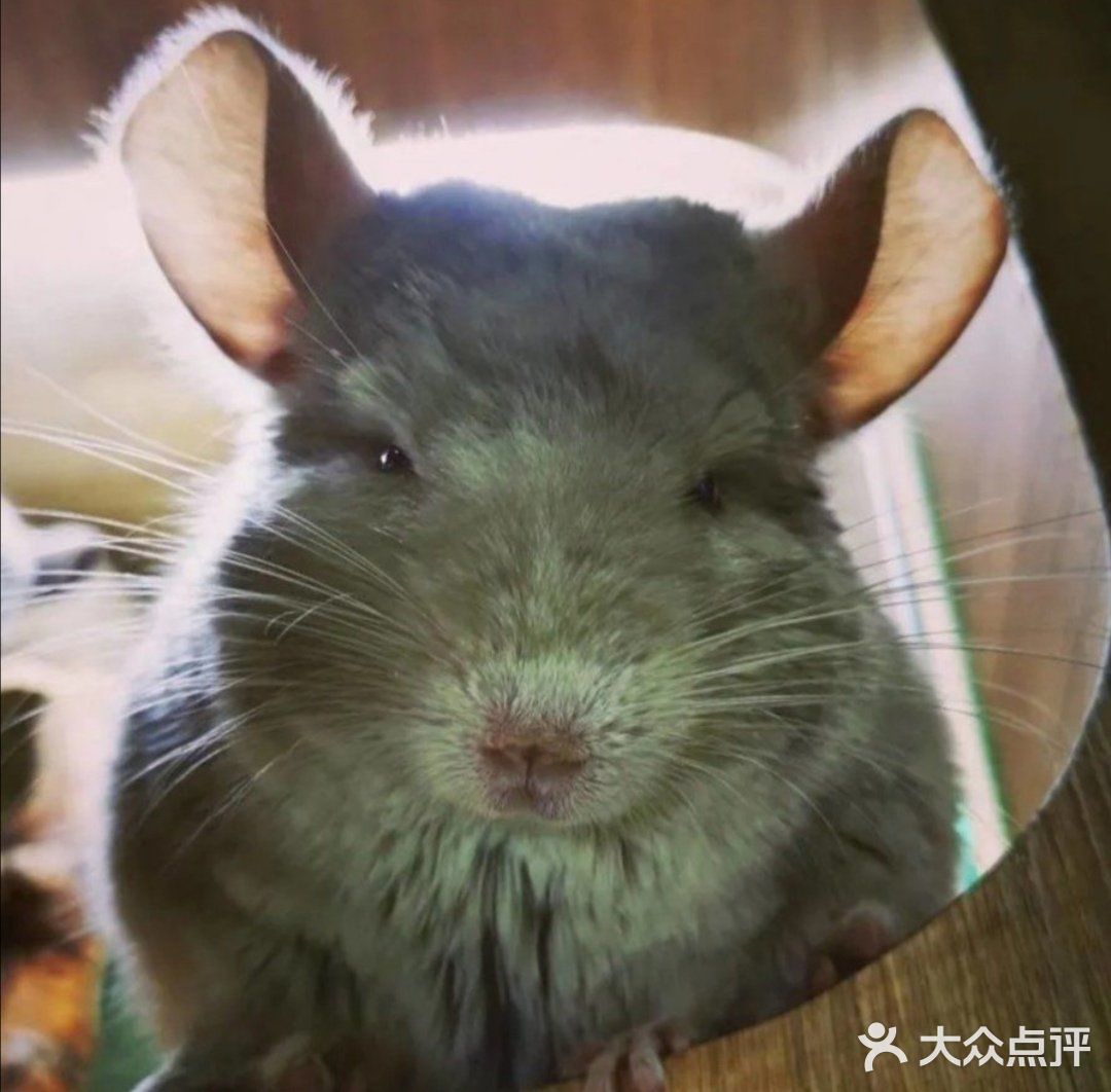 六一带宝宝必打卡去处‖宠物主题亲子体验馆