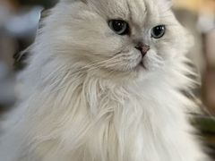 -猫猫幼稚园·撸猫·桌游·电玩