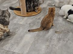 -楼上猫咖(罗湖店)