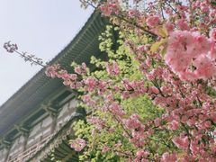 -西安青龙寺遗址景区