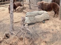 -石家庄市动物园