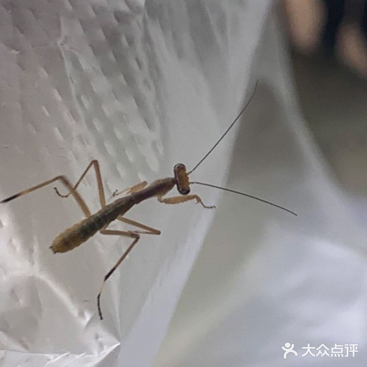 位于花溪的羊艾茶场，非常推荐大家伙去看看