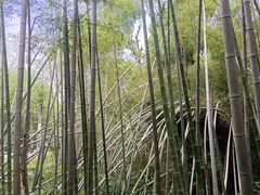 -青龙山国家森林公园