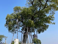 -观潮胜地公园