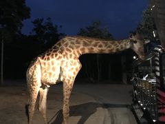 -清迈夜间动物园