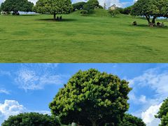 -红花山公园