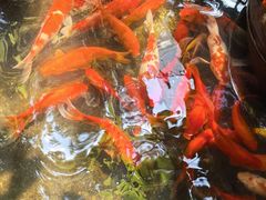 -野蔓果·山野菜(西湖景区·龙井茶田店)