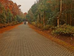 -上海海湾国家森林公园