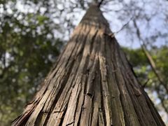 -天目山大树王景区