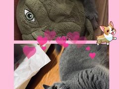 -米苏动物医院·犬猫专科·骨科外科内窥镜