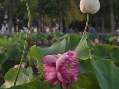 -莲花池公园