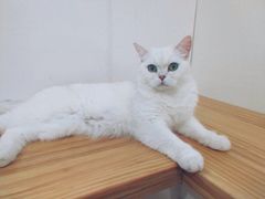 -李小姐の猫咖啡馆(五角场店)