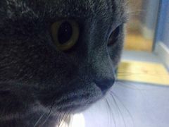 iphone_upload_pic-喵的天空名猫咖啡馆·撸猫·猫舍·用品