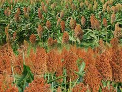 -三圣花乡旅游区