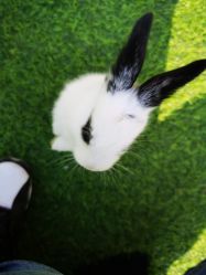 -萌宠亲子动物乐园(槐房万达店)