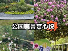 -黄兴公园
