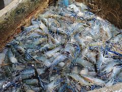 -Jomtien Talay Pao Pattaya