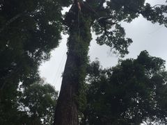 -清迈丛林飞跃 JungleFlight