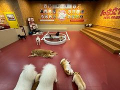 -和它·交个朋友·狗咖猫咖(爱琴海店)