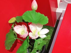 -芦月轩羊蝎子(太平桥店)