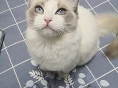 -糯米喵星人总部直营旗舰店·猫舍·幼猫出售
