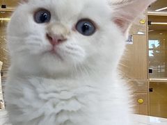 -袖虎猫馆(十亩地店)