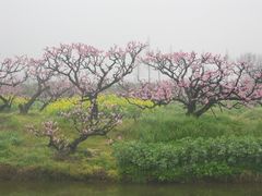 -南汇桃花村