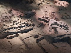 -自贡恐龙博物馆