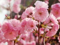 -天适樱花悠乐园